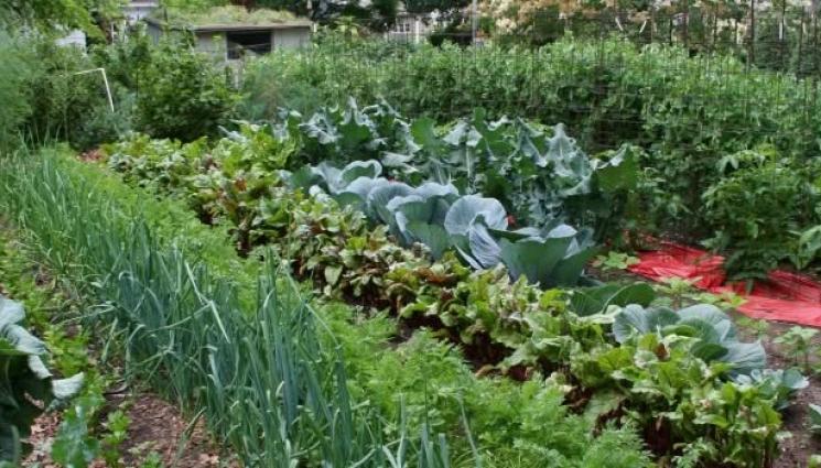 градина - Агро Телеграф: Бизнесдама ще дава градина под наем