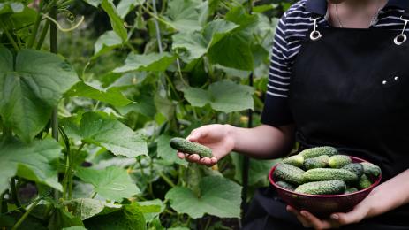 краставици