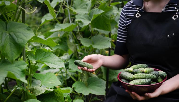 краставици - Агро Телеграф: Лъжичка сода срещу мана по краставиците