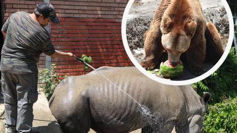 зоопарк софия