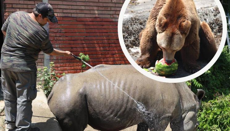 зоопарк софия - ЖЕГА В ЗООПАРКА: Разхлаждат животните със сладолед и диня