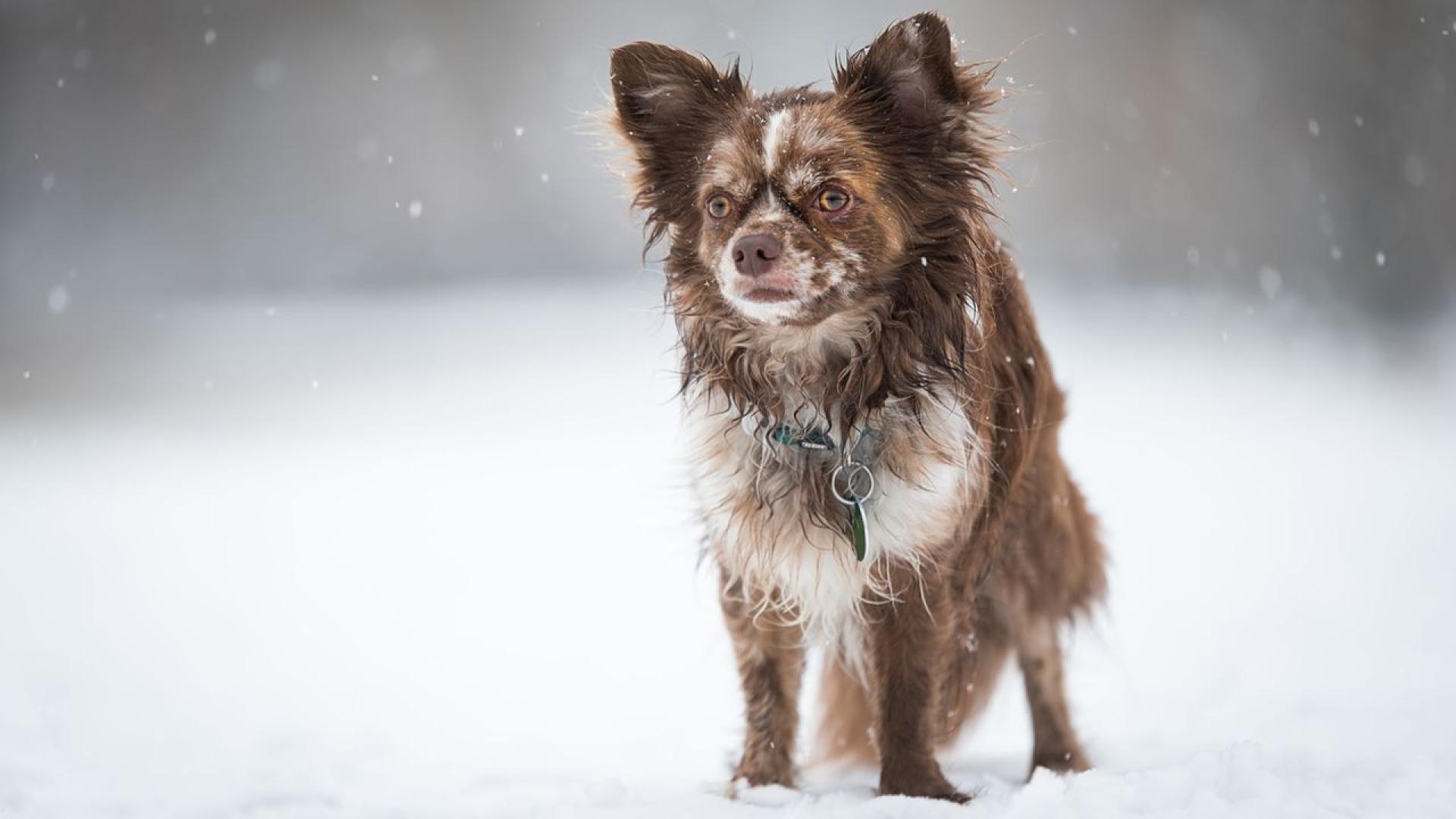 Малко куче беше приветствано като четириног герой след като изигра решаваща