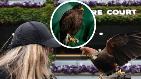 ястреб Ръфъс