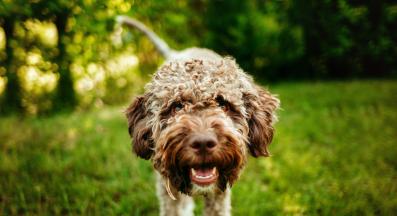 Лагото Романьоло