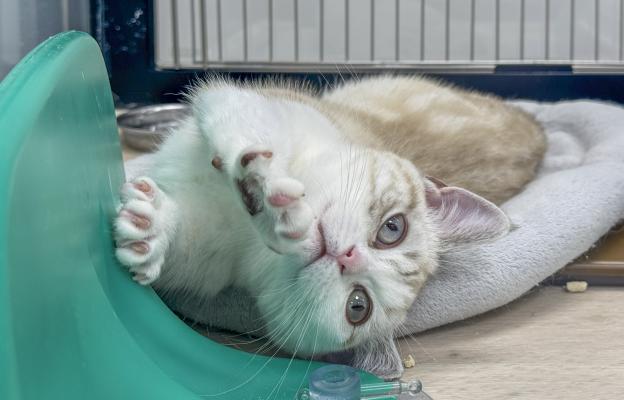 Менует котка