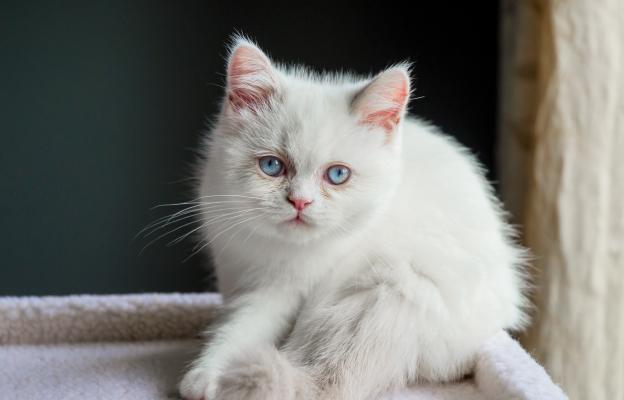 Менует котка