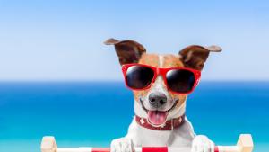 Грижата за кучетата през горещите летни месеци е от изключителна