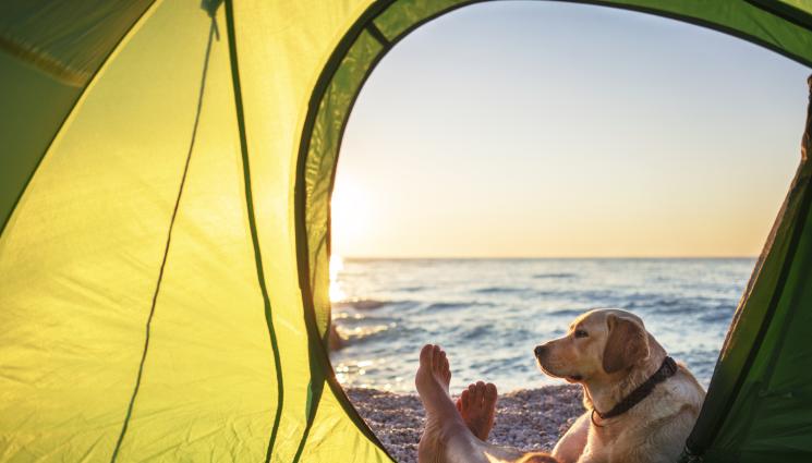 къмпинг - Ще забранят ли дивото къмпингуване у нас?