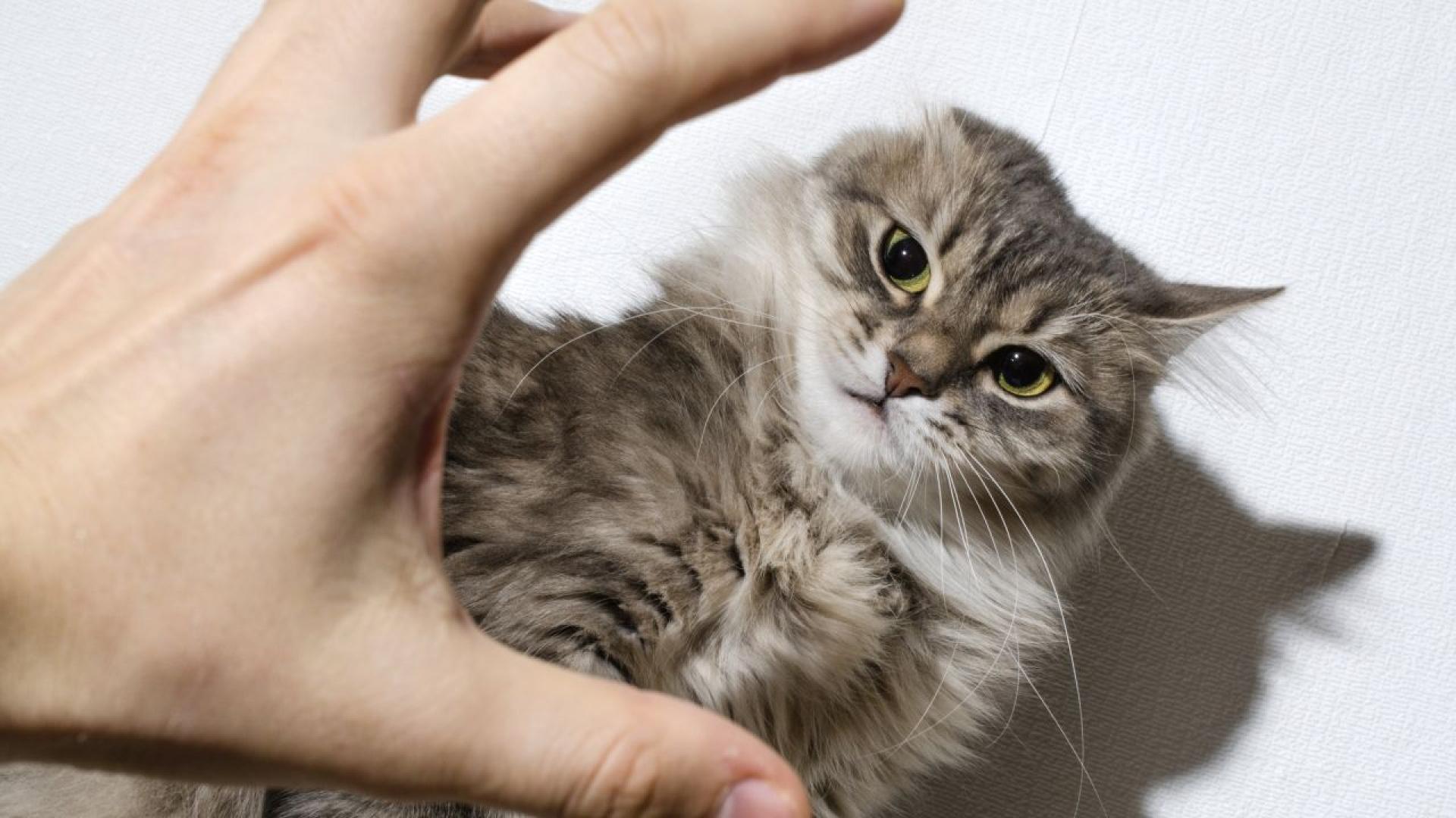 Мъжът заснет да малтретира до смърт животно в сливенския квартал