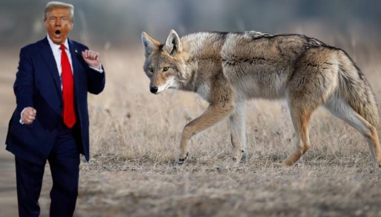 Тръмп - НА ТОВА МУ СЕ КАЗВА ОХРАНА: Тръмп постави койоти да пазят военните му бази!