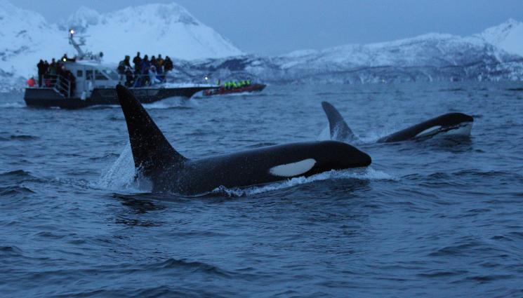 косатка - Косатките ни взеха за опитни мишки