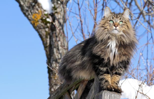 Норвежка горска котка