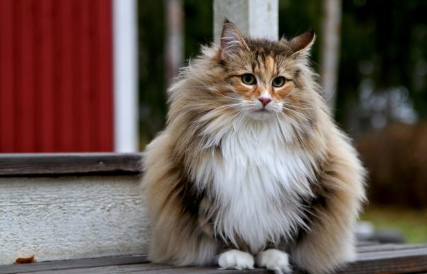 Норвежка горска котка