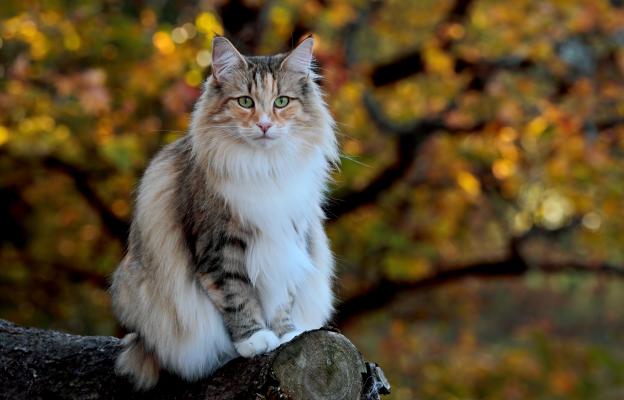 Норвежка горска котка