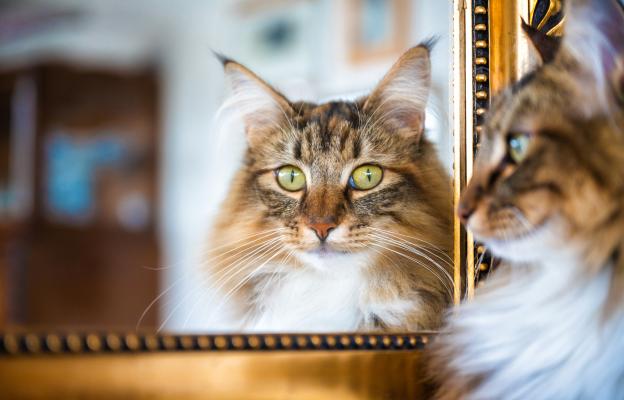 Норвежка горска котка