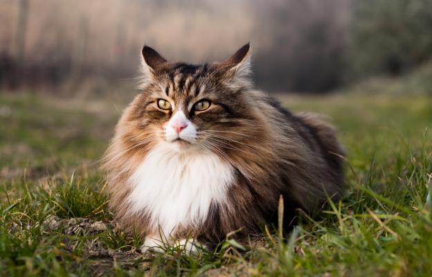 Норвежка горска котка