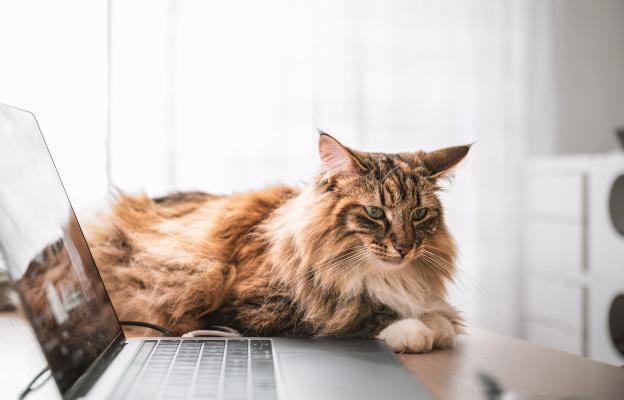 Норвежка горска котка