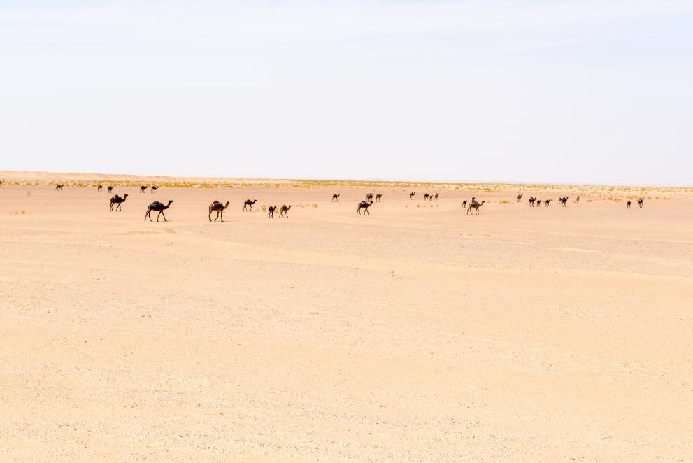  Руб ал-Хали 