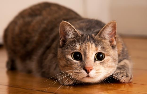 Домашна котка