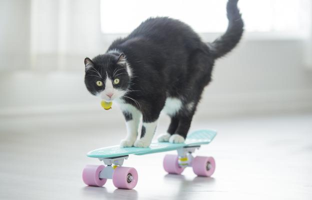 Домашна котка