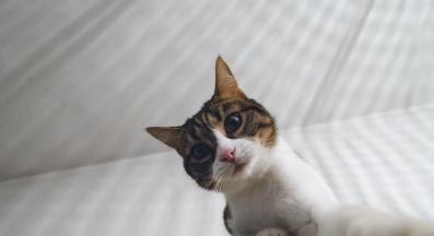 Домашна котка