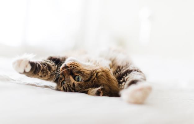 Домашна котка