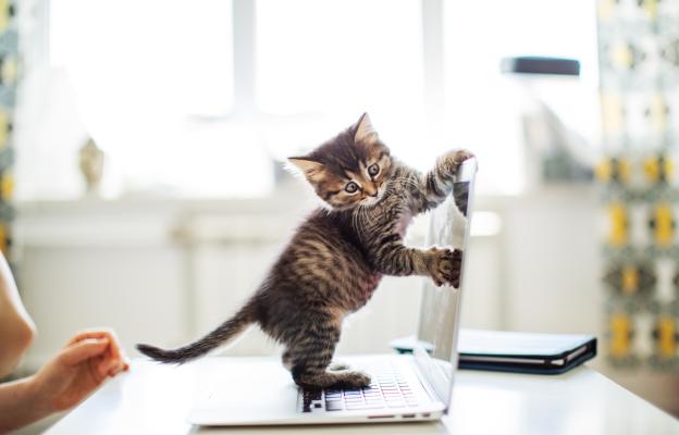 Домашна котка
