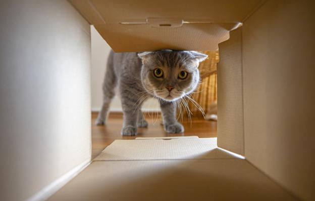 Домашна котка