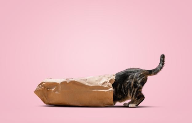 Домашна котка