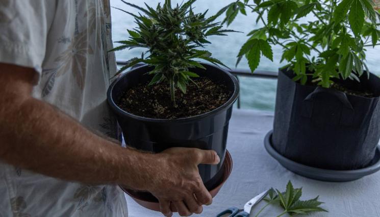 марихуана - Намериха в къща 380 саксии с марихуана