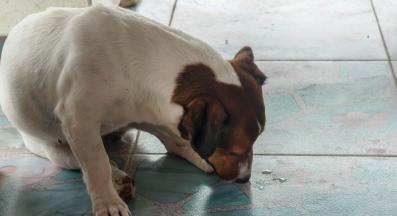 куче повръща