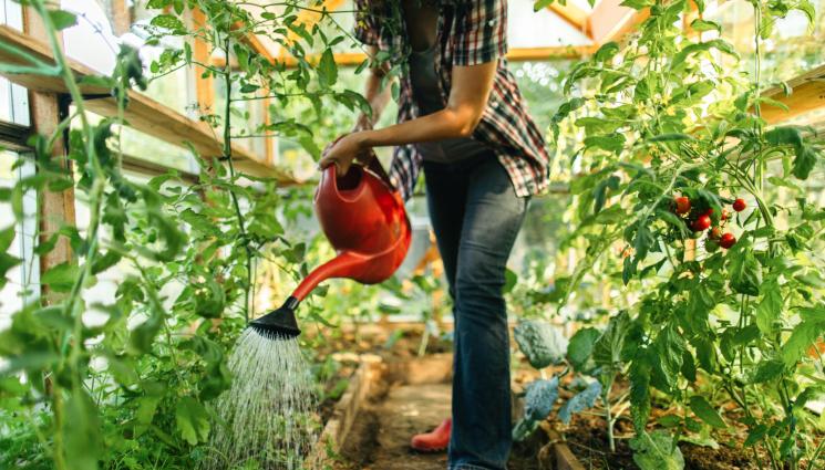 домати - Агро Телеграф: Намалете поливането за сладки домати
