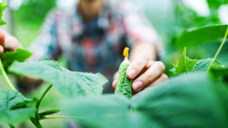 краставици