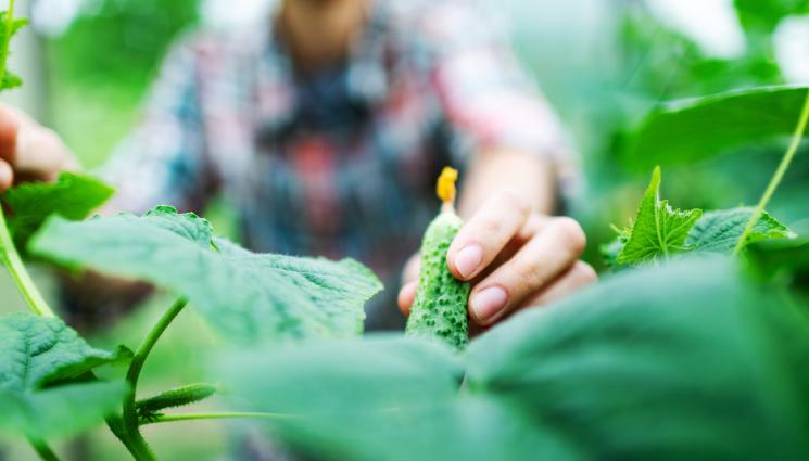 краставици - Агро Телеграф: Завръзите падат при поливане с ледена вода