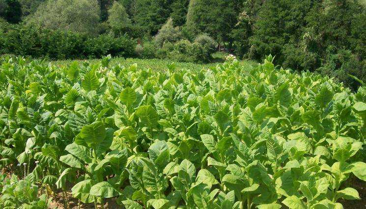 тютюн - Агро Телеграф: Тютюнът се връща на мода