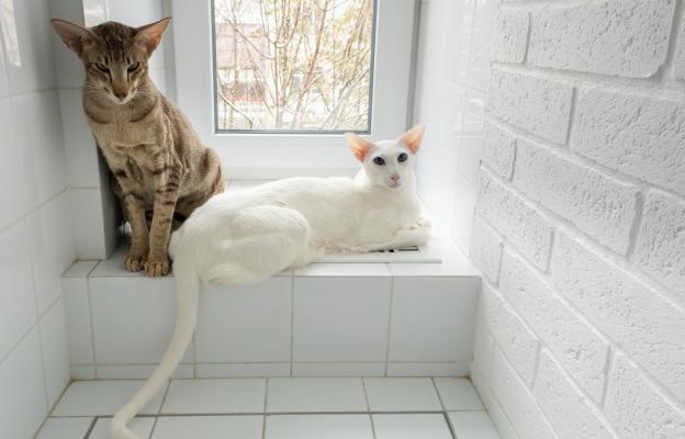 Ориенталска късокосместа котка