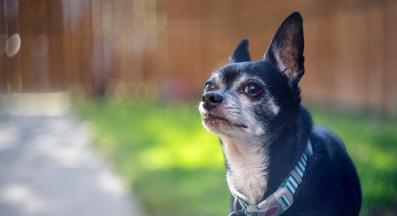 възрастно куче