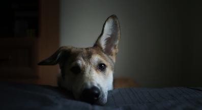 куче неспокойно