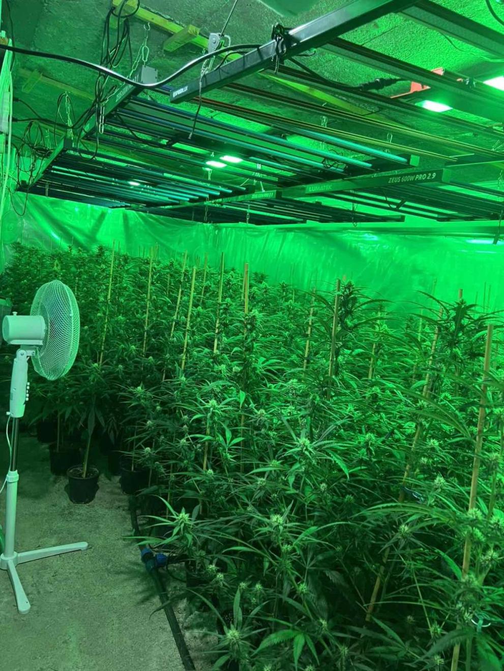  Отлично оборудвана и високотехнологична оранжерия за развъждане на марихуана откриха по време на профилирана полицейска акция криминалисти от Районното ръководство в Пазарджик 