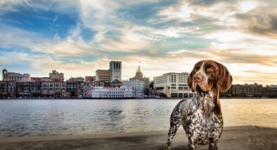 Немски късокосмест пойнтер