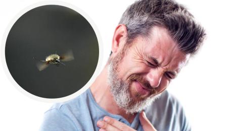 ужилване насекомо