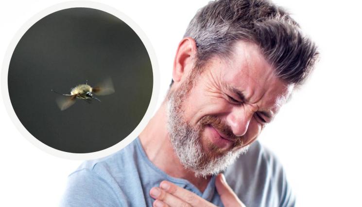ужилване насекомо - ЗДРАВЕ с Телеграф: Ужилвания от насекоми могат да блокират сърцето