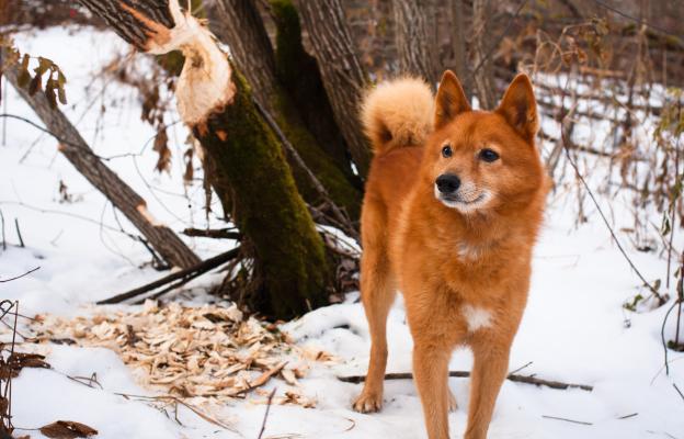 Финландски шпиц