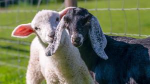 Областната епизоотична комисия прие мерки срещу разпространението на шарка по