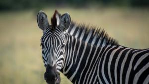 Трима души сред които дете пострадаха днес при бягство на