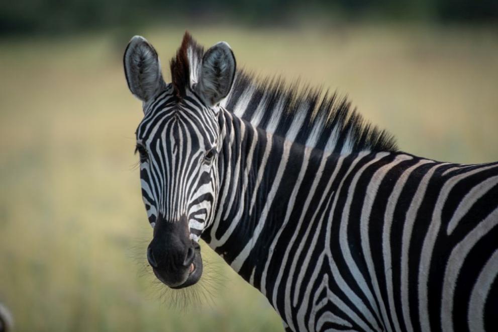 Трима души, сред които дете, пострадаха днес при бягство на