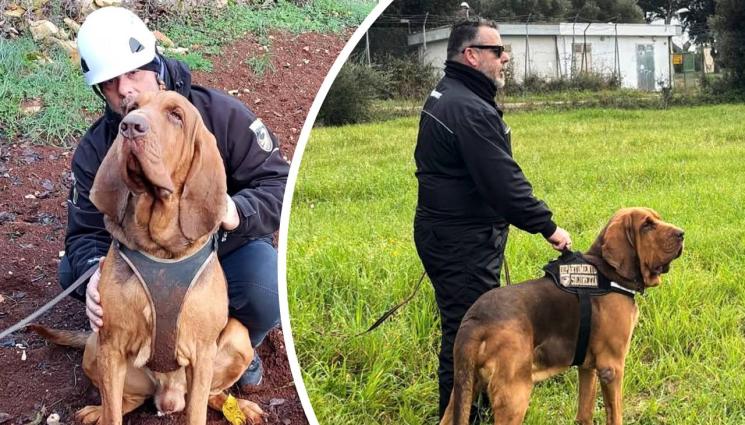 куче бруно - НЕПРЕЖАЛИМА ТРАГЕДИЯ: Наденичка с пирони уби героя Бруно, кончината му потресе Италия!