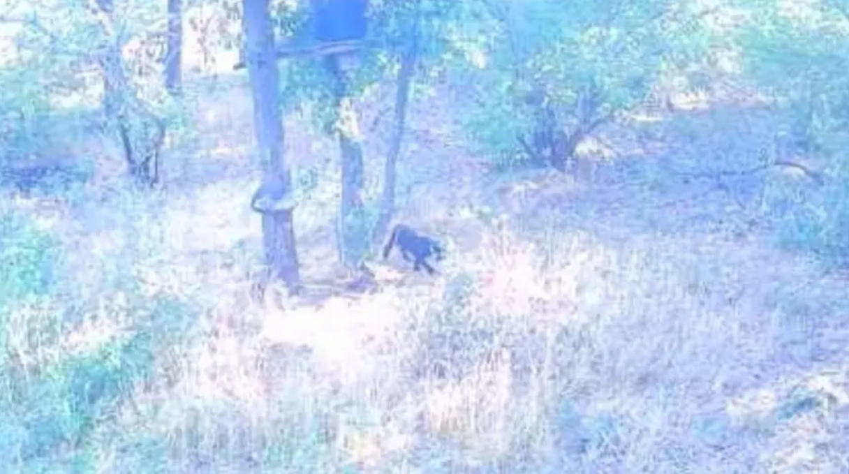 черен леопард