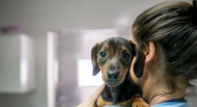 кученце ветеринар