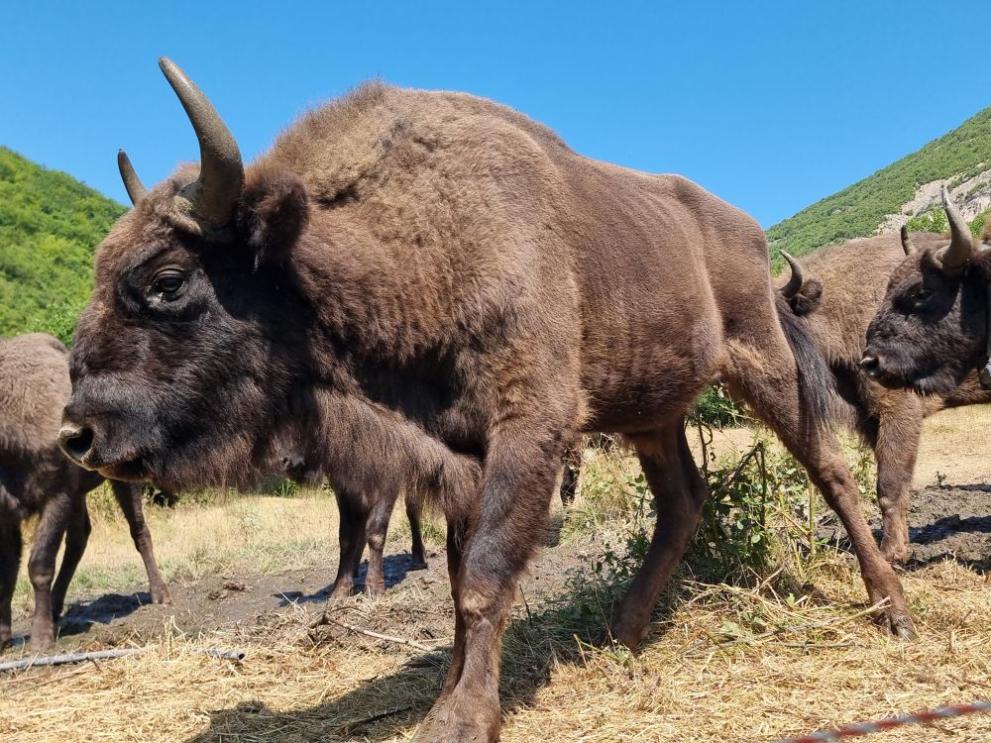  зубри Родопи 